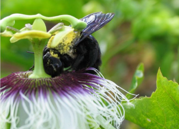 Bee (Xylocopa sp.) in the flower, Global Education Magazine