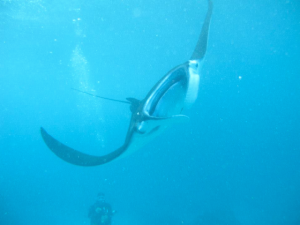 diving in Nusa Lembongan (Indonesia)... with MANTAS!!, javier collado ruano